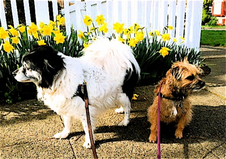 Sadie & Maggie - Daffodil darlings