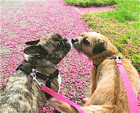 Chloe gets smooched up by walking pal Maggers